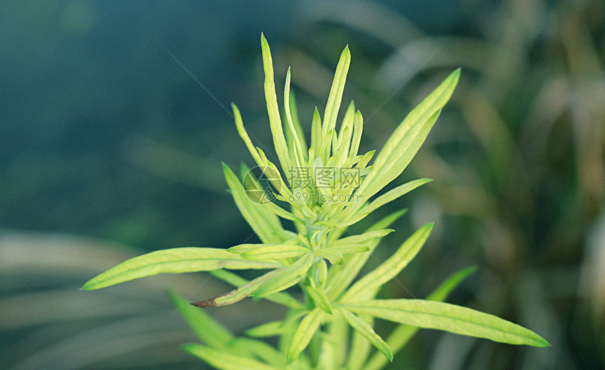 照片 自然风景 草木.jpg
