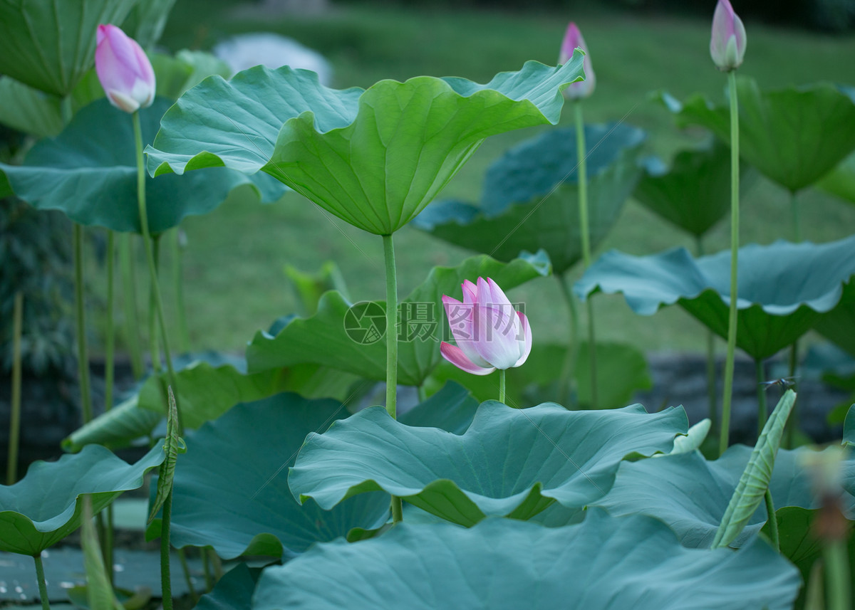 夏天的荷花池塘和雛菊