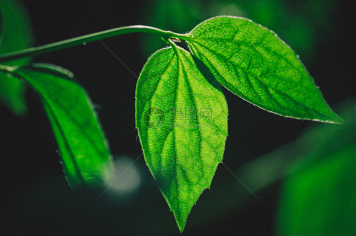 花草樹木