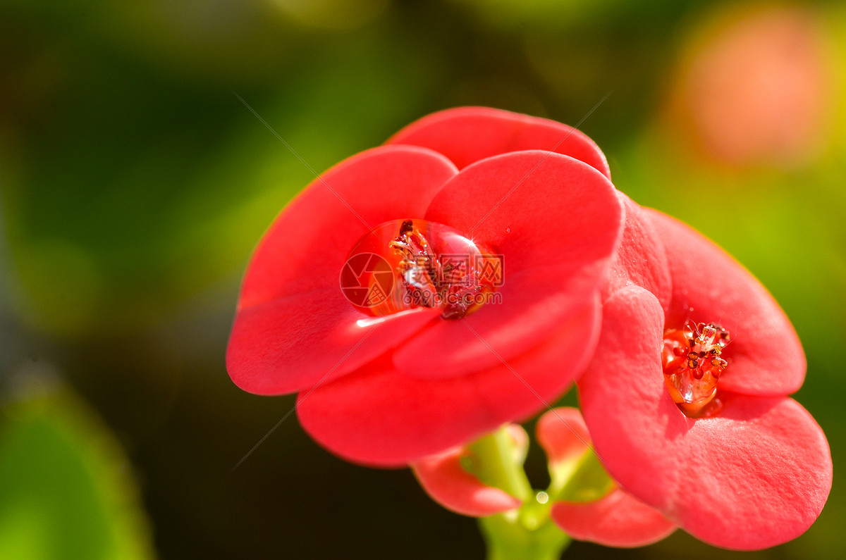 花草樹木