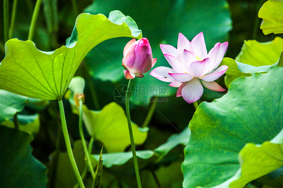 花草樹木圖片素材_免費下載_jpg圖片格式_vrf高清圖片500636459_攝