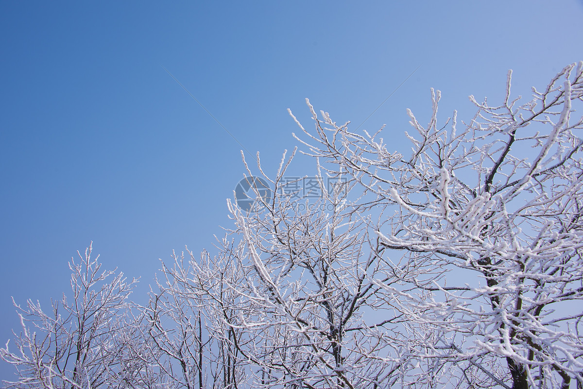 冬雪里冰清玉洁的树