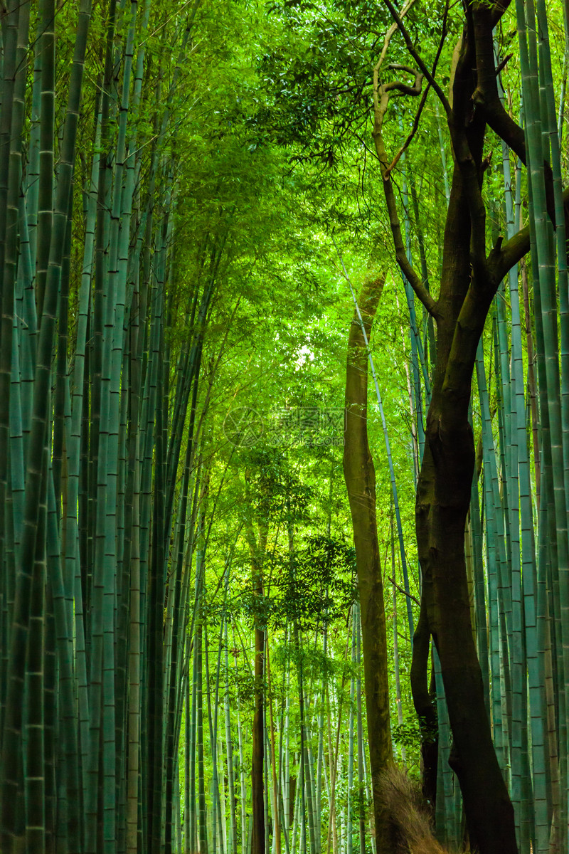 照片 自然風景 日本京都嵐山天龍寺竹林.