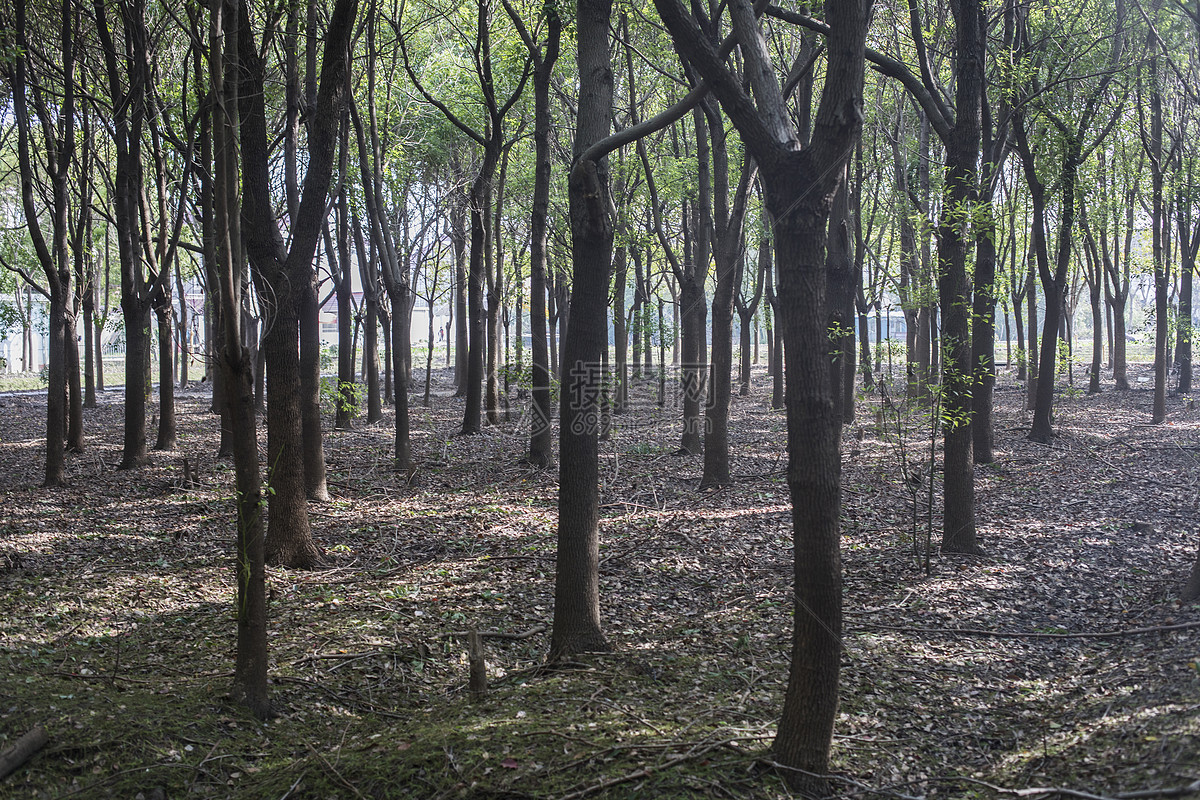 森林公園裡參天大樹樹林樹木