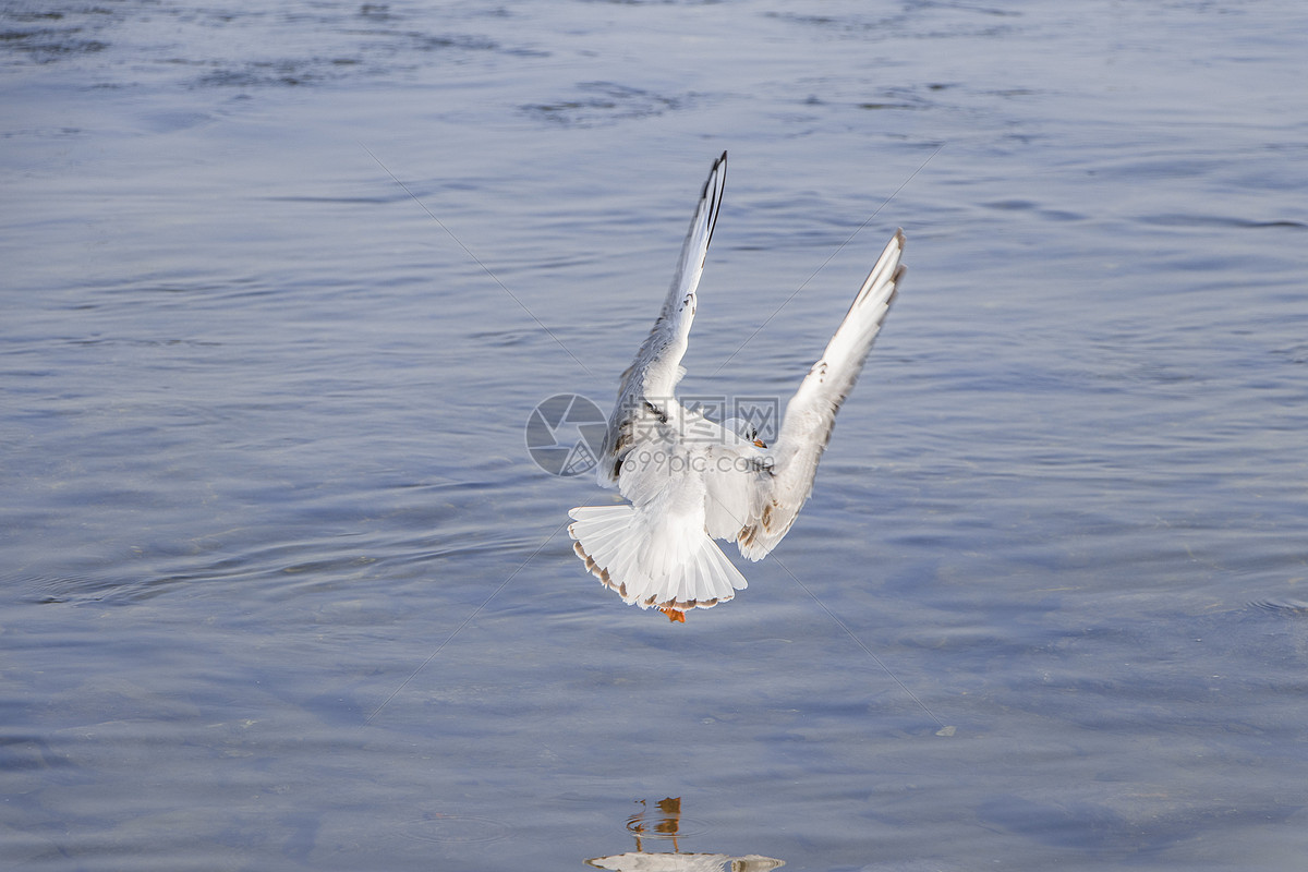 海鳥中的戰鬥機