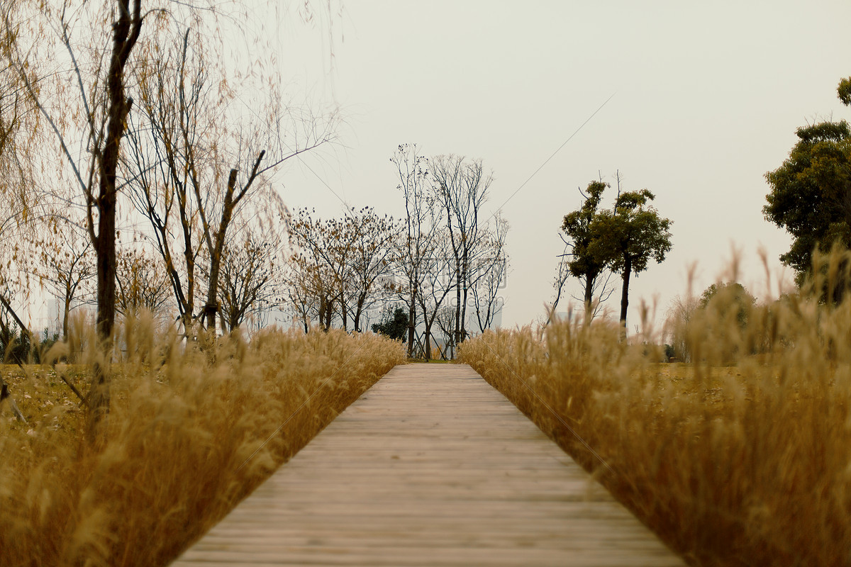 南京冬季魚嘴溼地公園木棧道