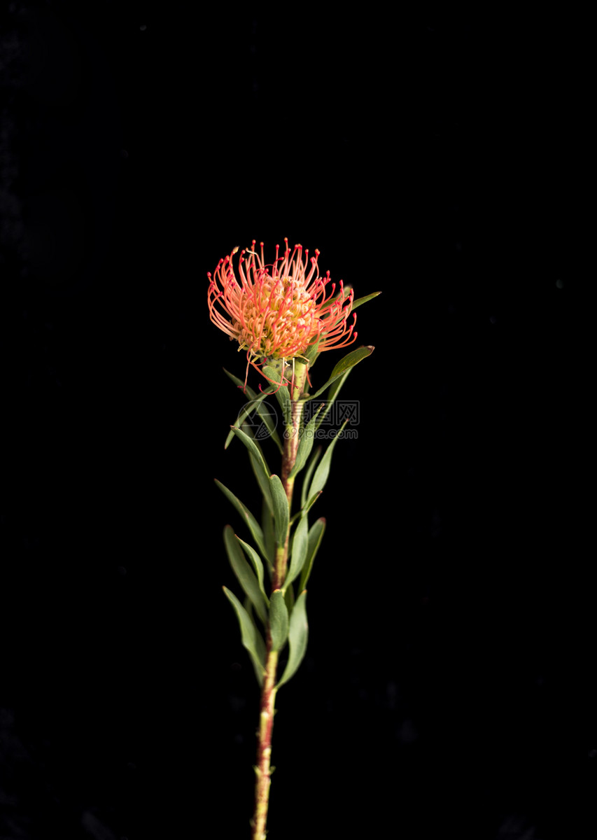 qq空间 新浪微博  花瓣 举报 标签: 单枝纯色背景花材鲜花黑色单色