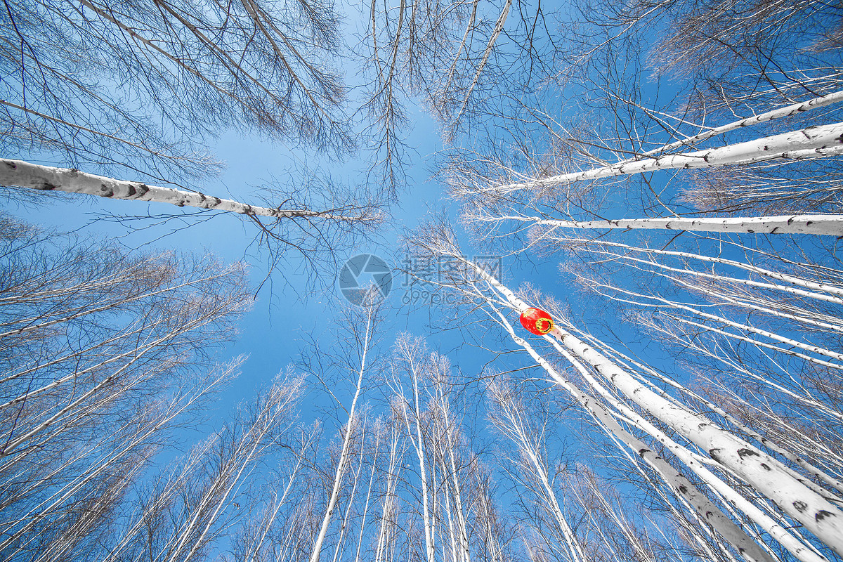 雪中白桦林