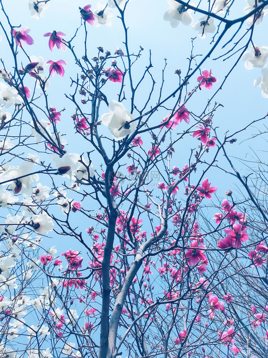 春暖花开的朋友圈说说(春暖花开的朋友圈说说春天唯美诗句)