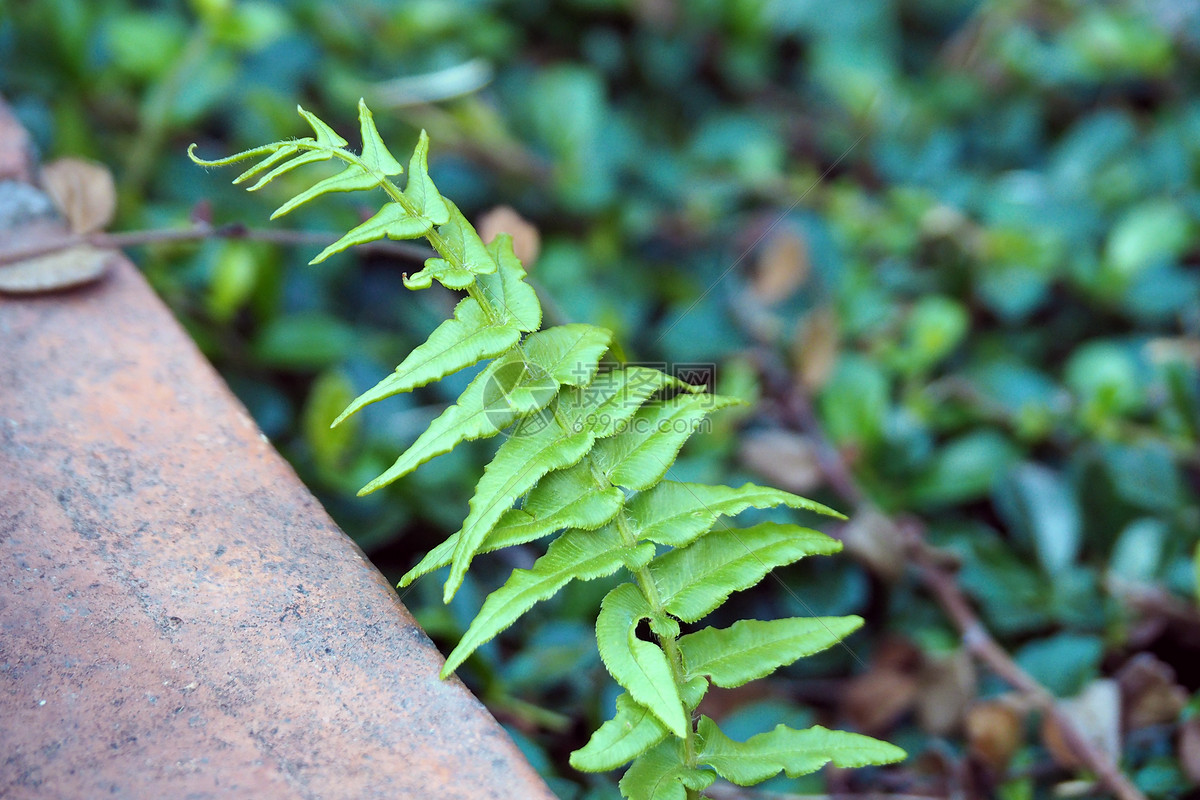 詩意的小草