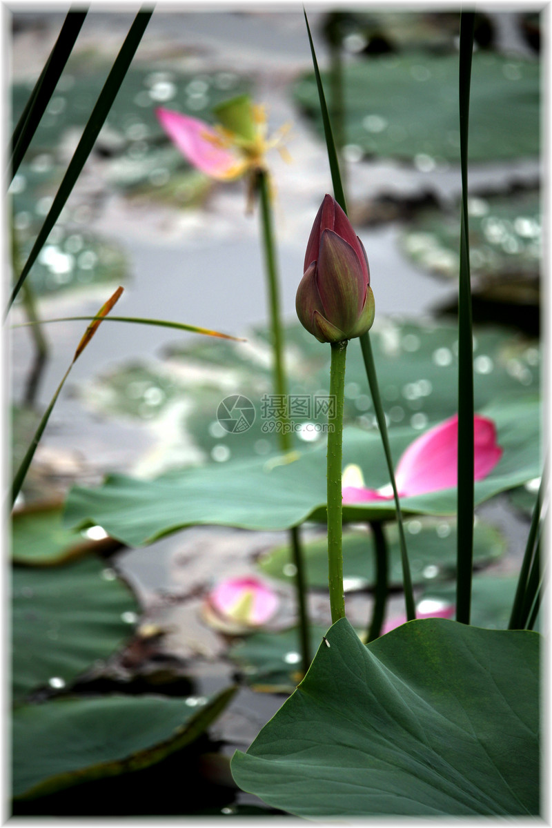 圖片 照片 自然風景 夏日荷花.