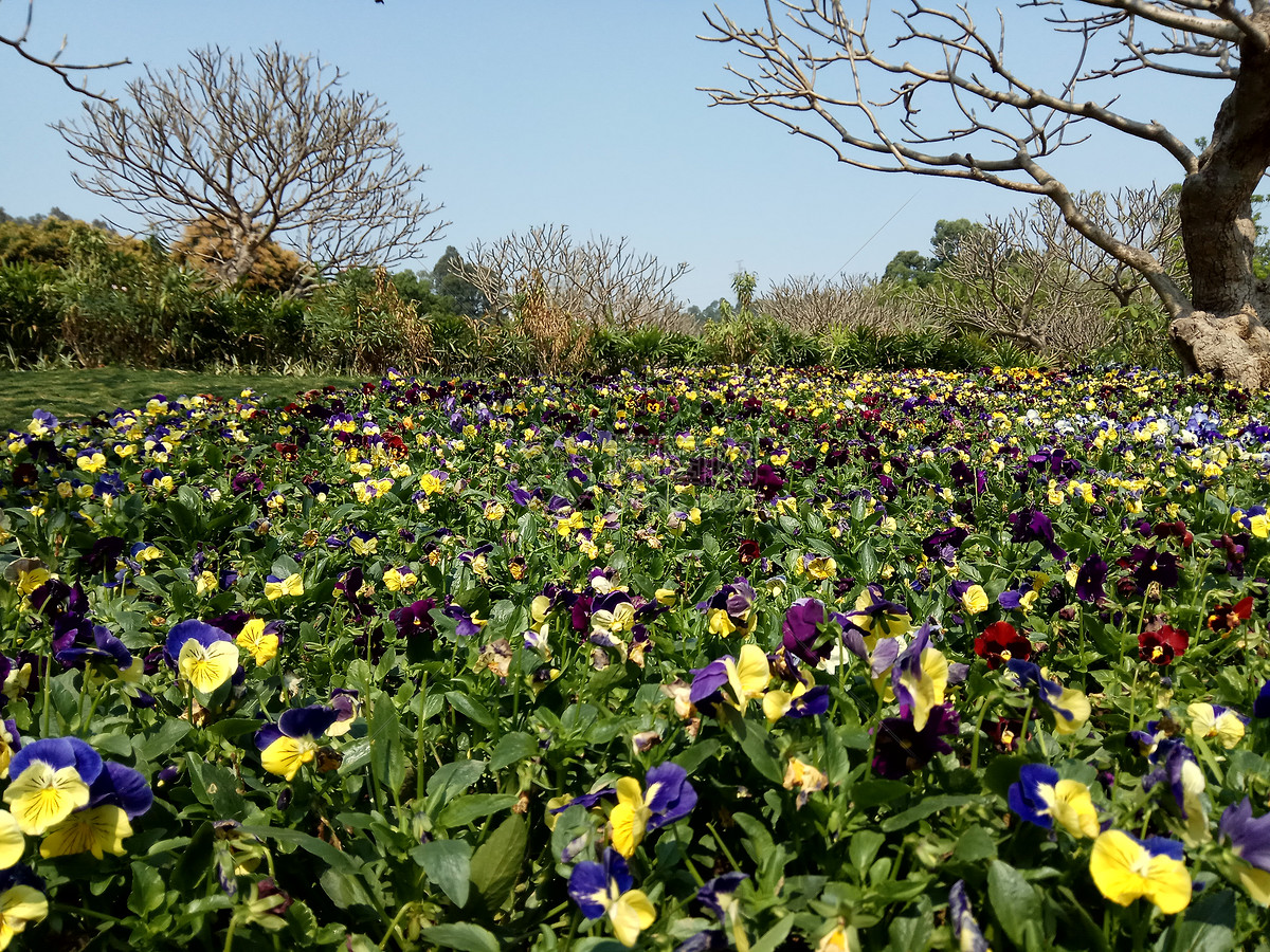 公園花田藍天白雲花草樹木