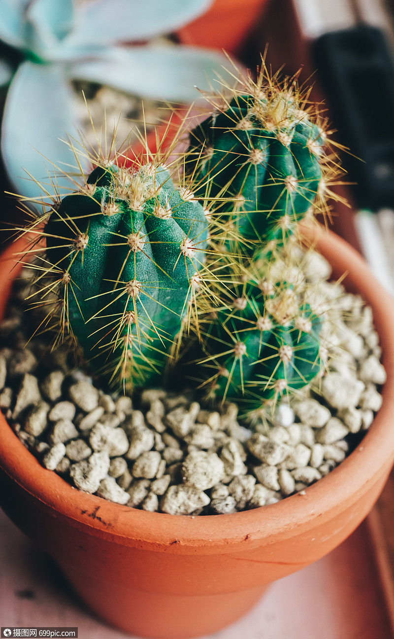 漂亮的小仙人掌