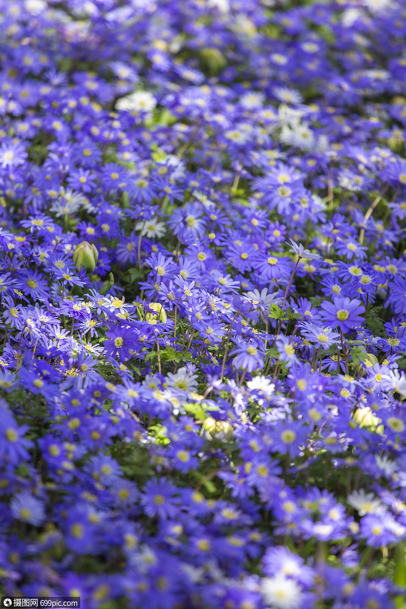 春天盛开的蓝色雏菊田园诗般的环境