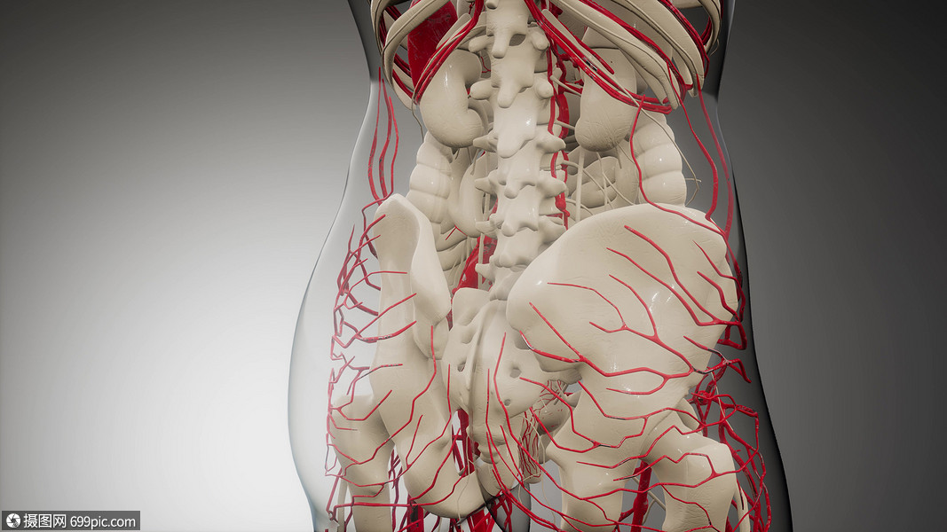 人体血管的科学解剖扫描人体的血管动脉颜色