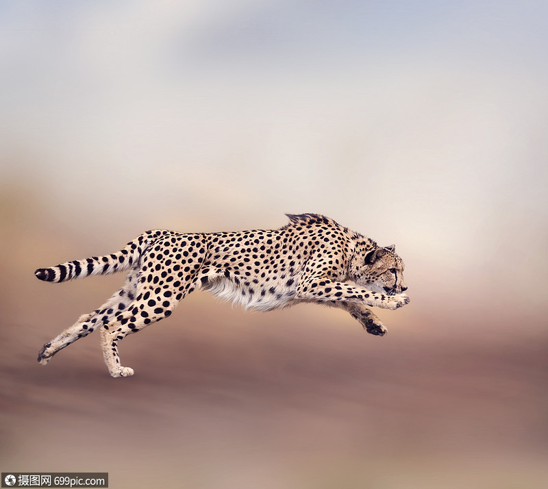 奔跑猎豹的形象