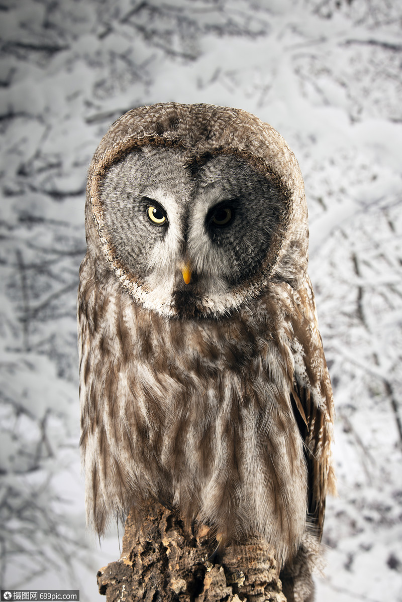 美丽的肖像,伟大的灰色猫头鹰条纹星云工作室与雪冬背景