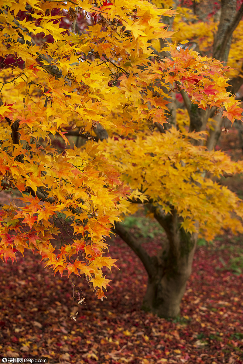 令人惊叹的五颜六色,充满活力的红色黄色的日本枫树秋季森林林地景观