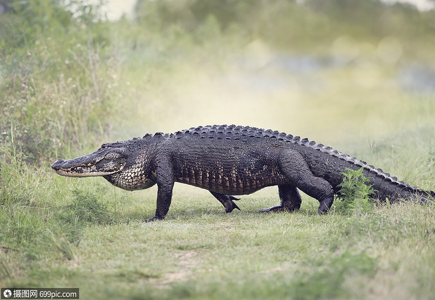 行走湿地中的大型美国鳄鱼大型美国鳄鱼行走