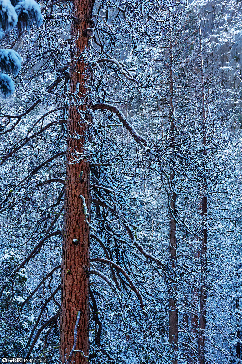 冰冻的树冬天风景如画的白雪覆盖的森林公园积雪