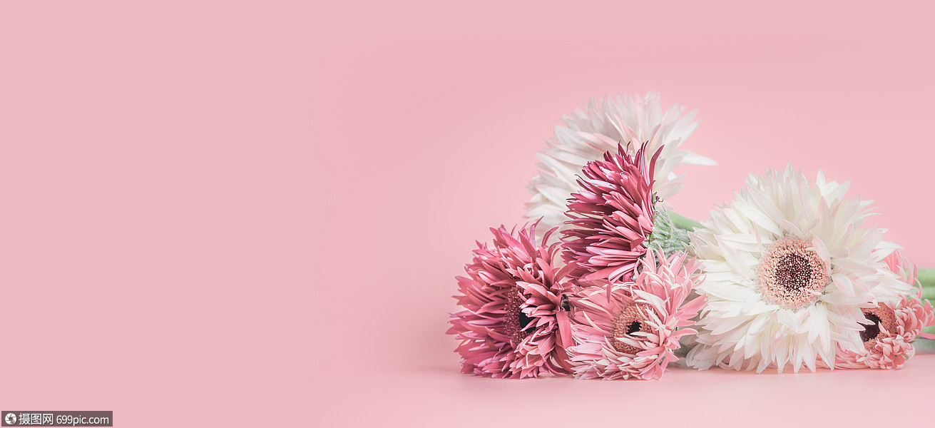 粉彩粉红花卉横幅模板背景与星号,非洲菊雏菊花粉红色绿色