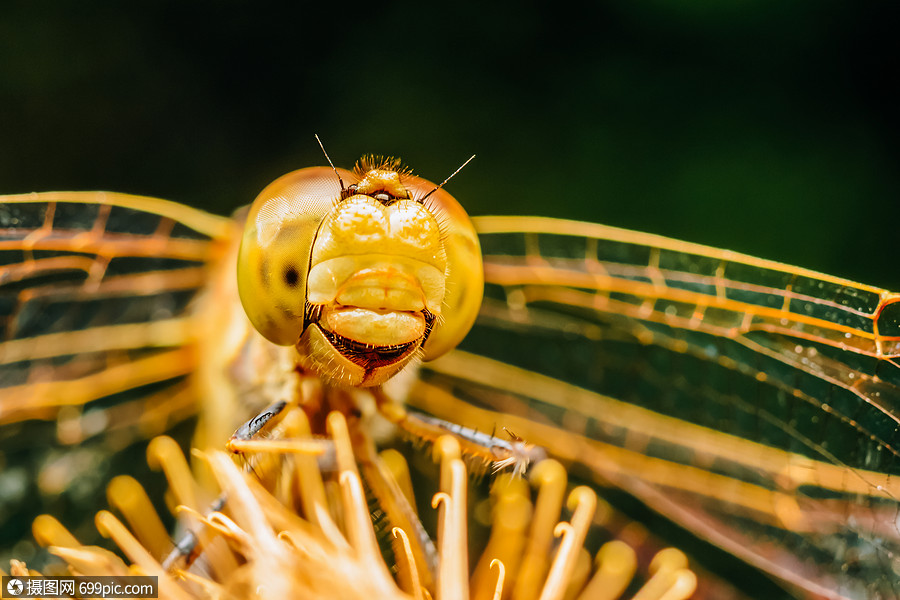 蜻蜓的极端观照片