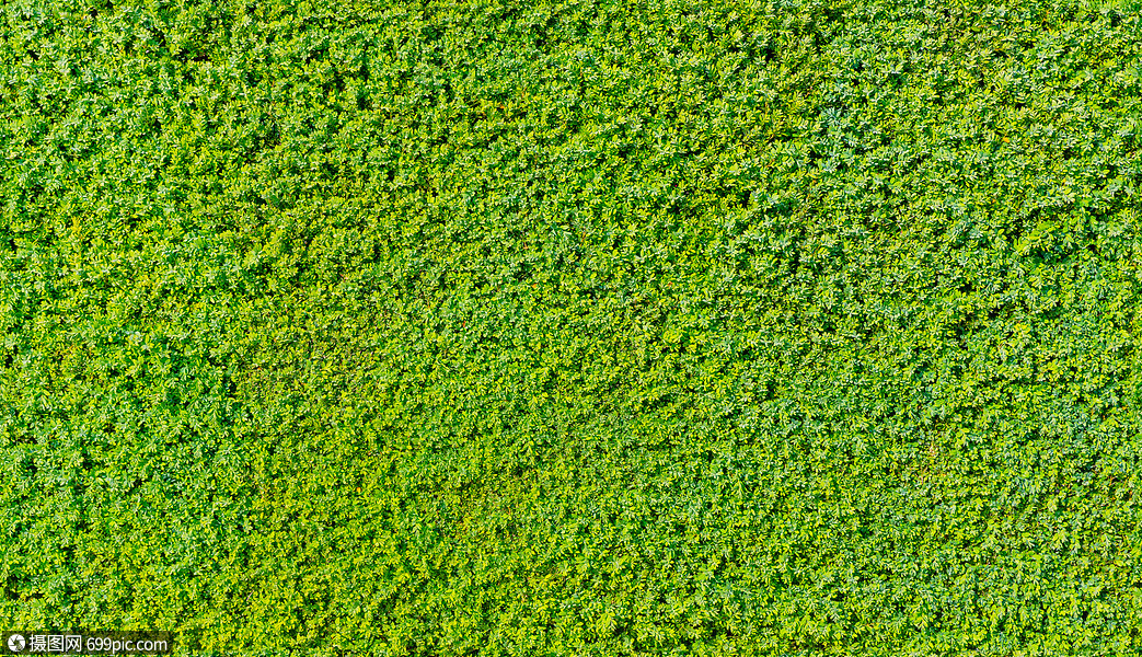 无缝绿色绿篱纹理篱笆图案