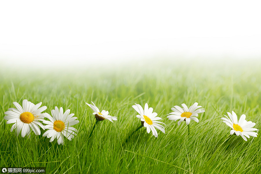 白色雏菊花绿色的草地上隔离白色的背景上