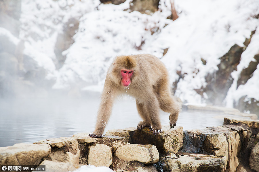 动物自然野生动物日本猕猴雪猴吉戈库达尼公园温泉日本猕猴雪猴温泉