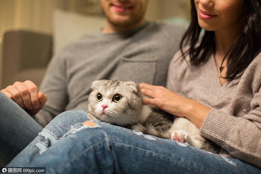 宠物人的亲密的夫妇与苏格兰折叠猫苏格兰折叠猫亲密接触主人女人