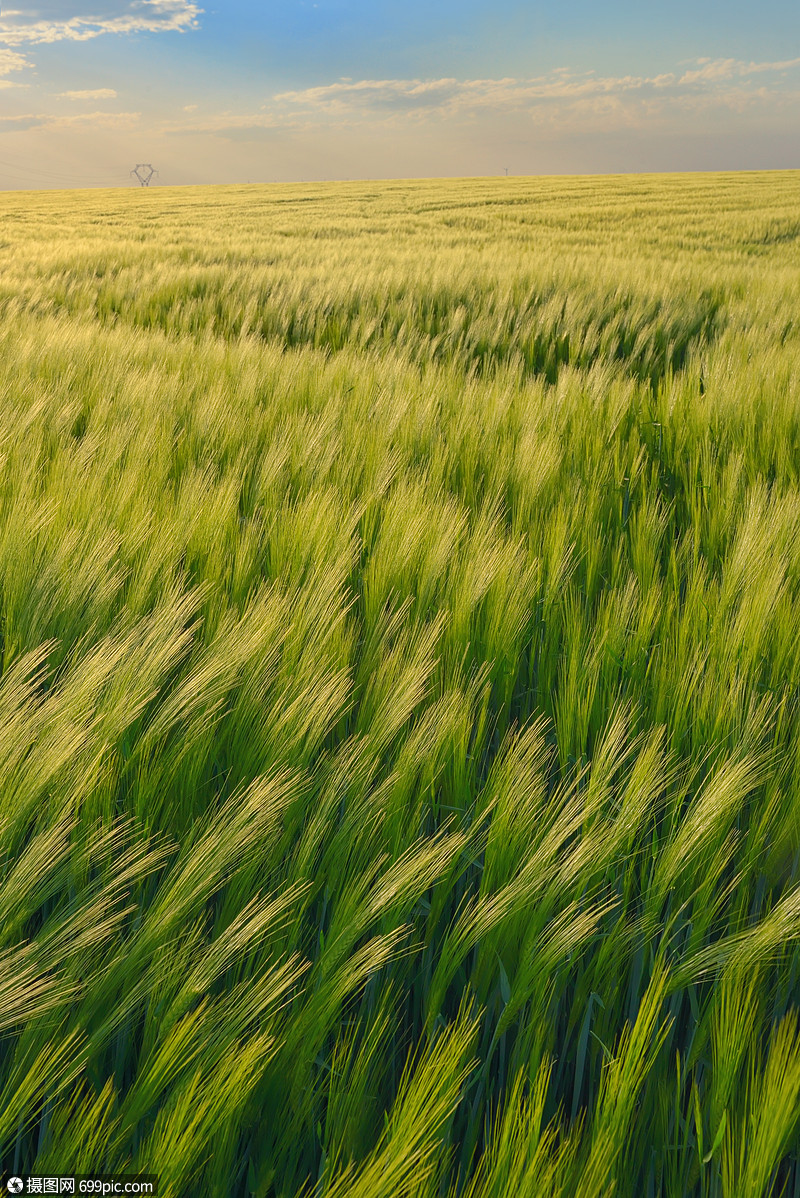 美丽的日落绿色的麦田上春天风景