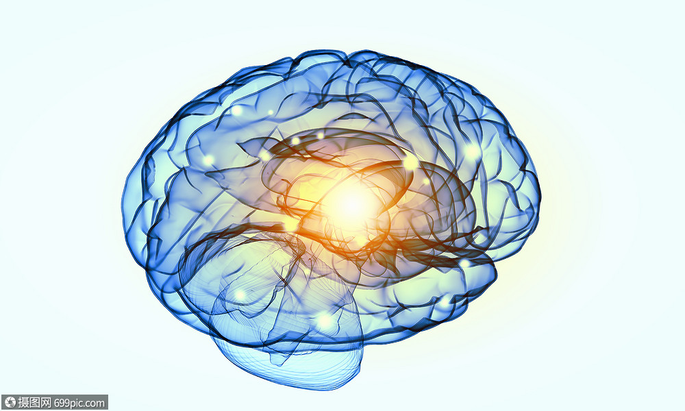 人类的头脑白色背景下人脑的科学图像