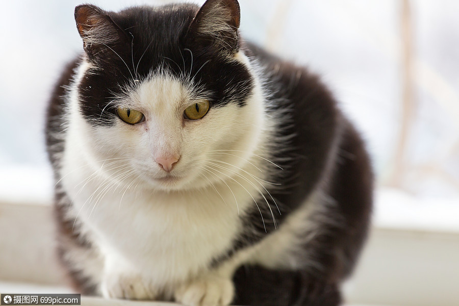 漂亮的塔比猫的特写镜头哺乳动物肖像