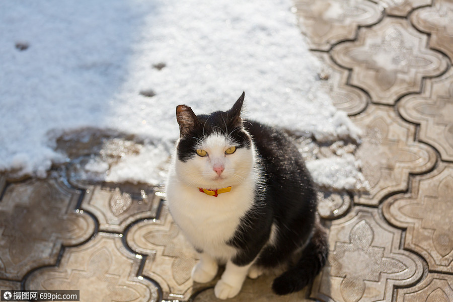 漂亮的塔比猫的特写镜头希腊猎人