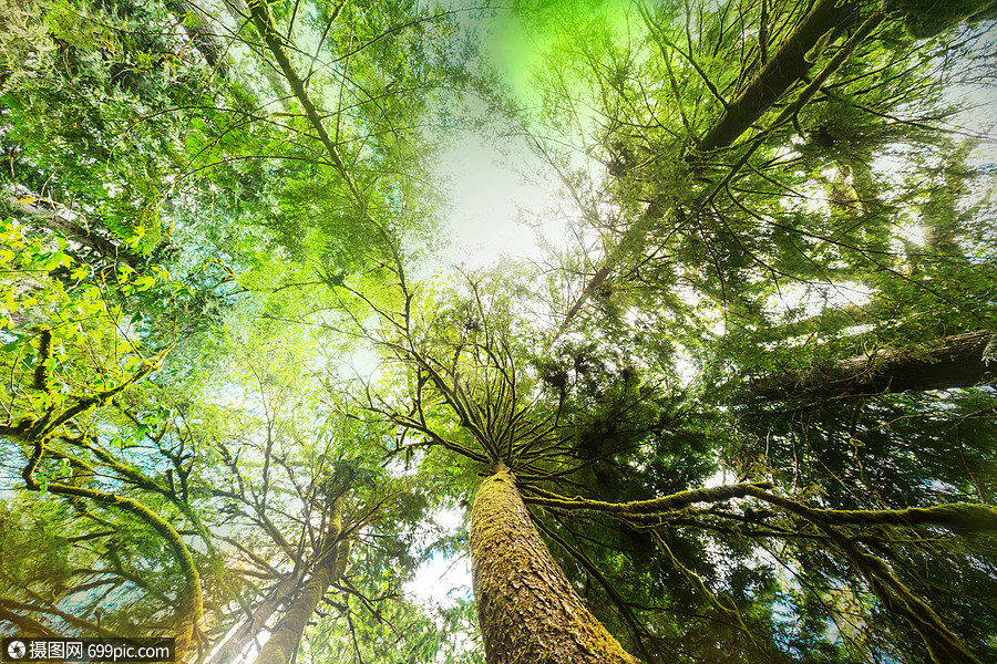 植被茂密的雨林没人树