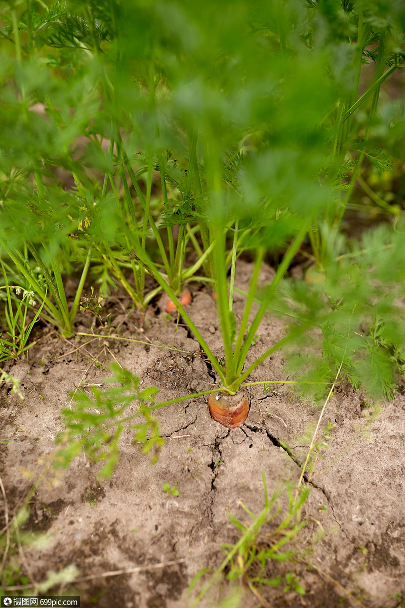蔬菜,园艺农业胡萝卜生长夏季花园床上胡萝卜生长夏季花园床上