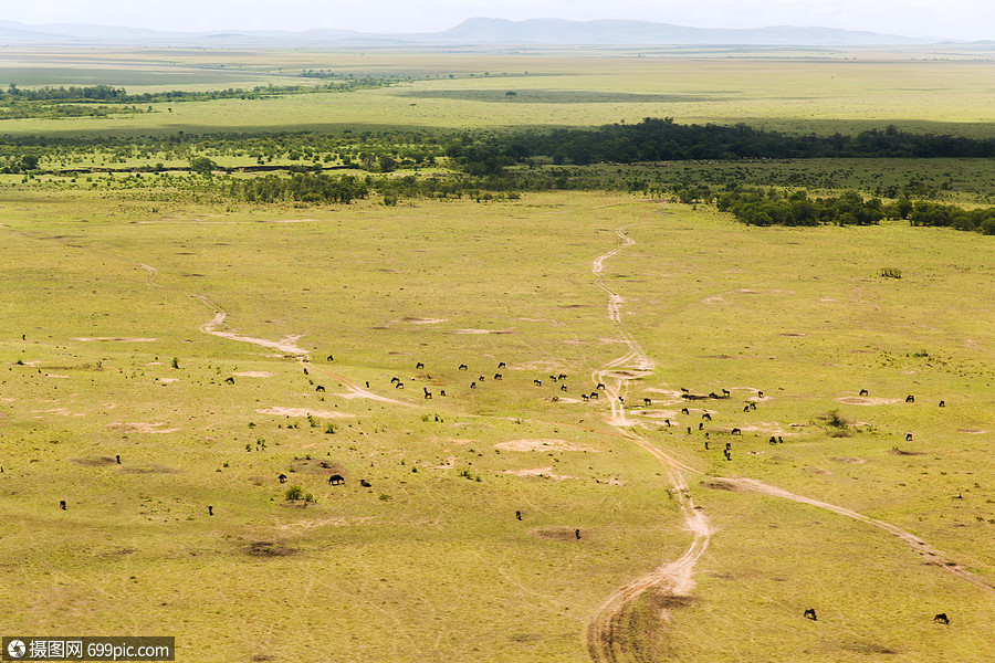 动物非洲马赛马拉保护区热带草原的观点马赛马拉保护区热带草原非洲