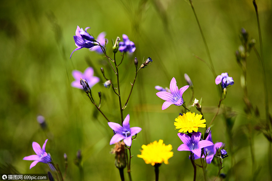 夏季草地上盛开的野花丰富春花季节自然背景