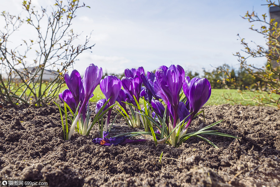 紫色番红花花园花坛里,春天新鲜的土壤四月新的