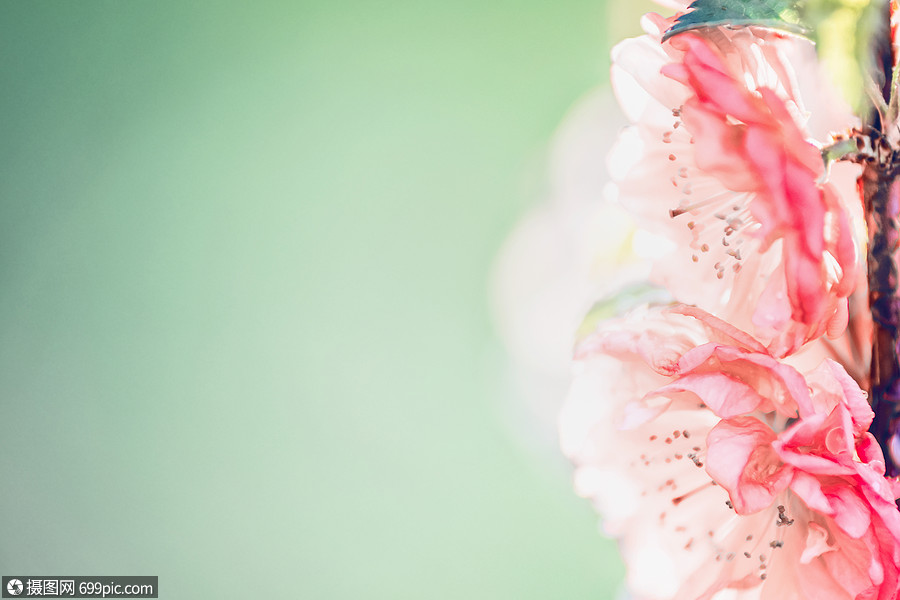 花园公园的绿色自然背景下,粉红色的淡花,户外,花卉边界