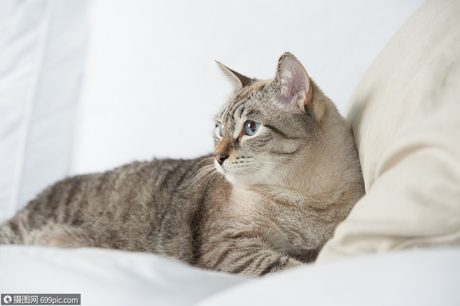 可爱的塔比猫家躺沙发上放松