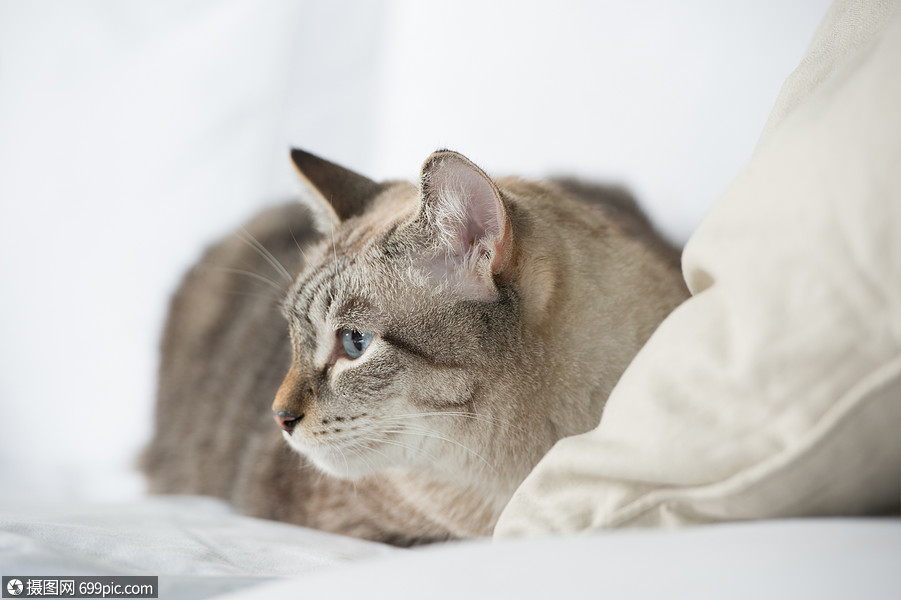 可爱的塔比猫家躺沙发上放松美丽的光