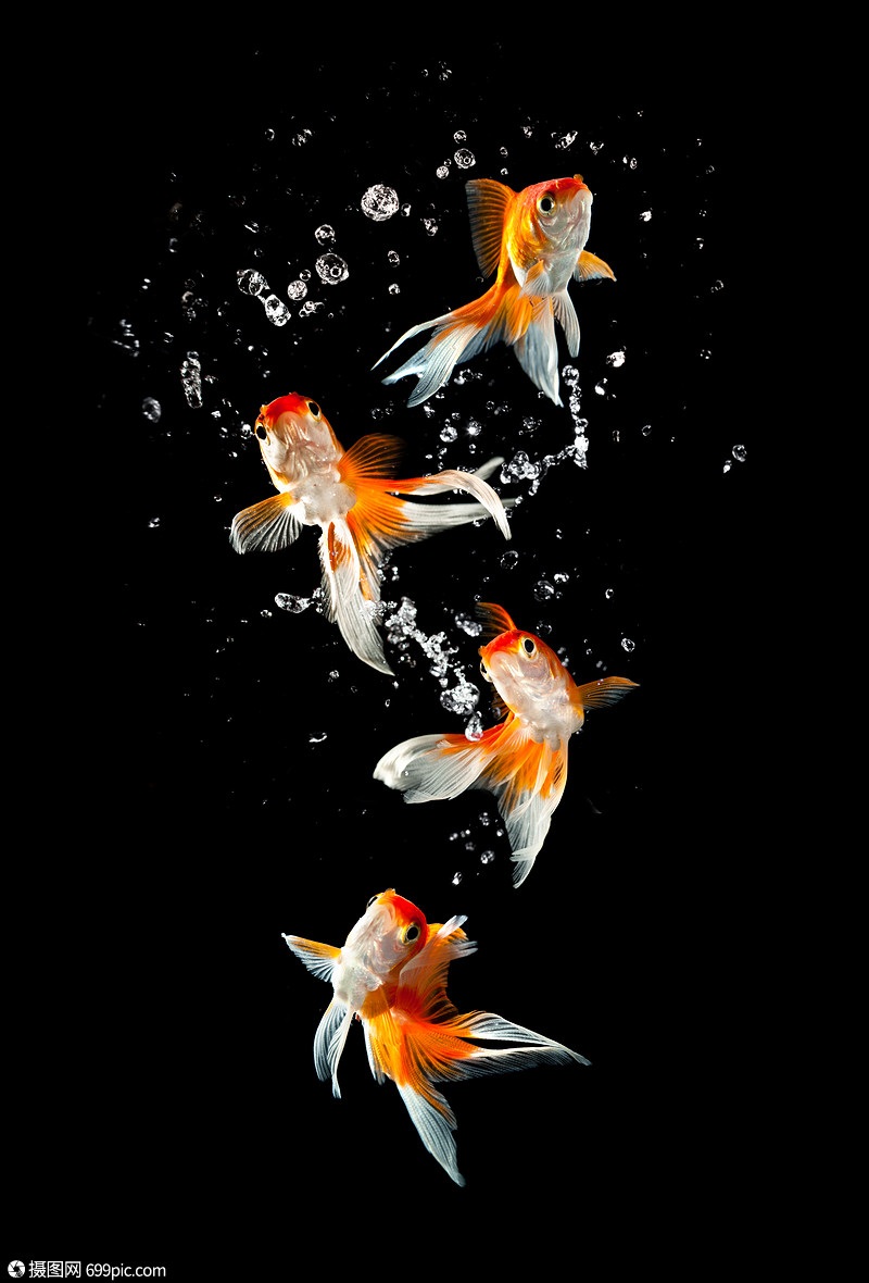 金鱼黑暗的背景下水族馆向上跳跃行动滴