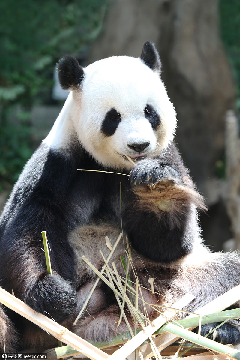 熊猫熊吃竹子大熊猫熊吃干竹特写黑色野生动物