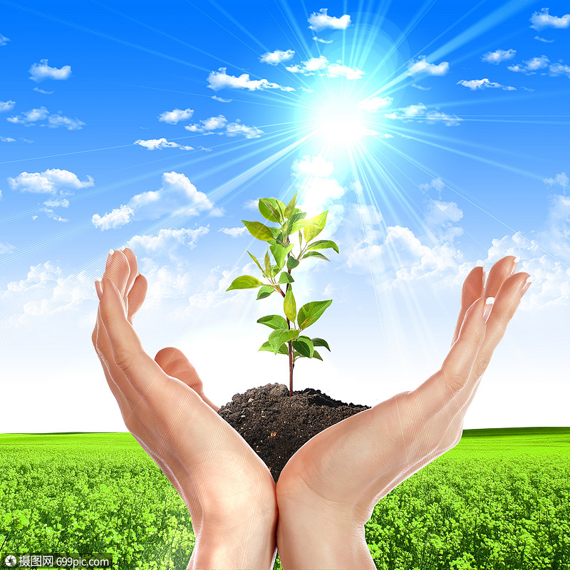 手小绿色植物的图片叶茁壮成长