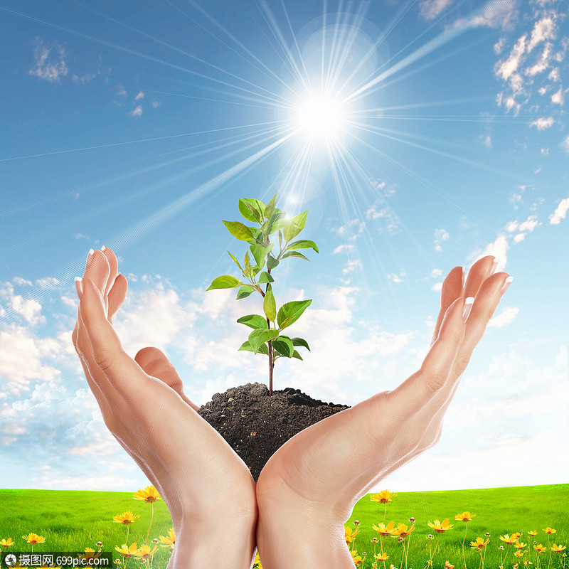 双手捧着绿色的芽晴朗的天空草培养