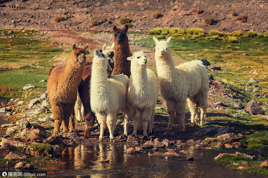 阿根廷的骆驼动物美洲驼