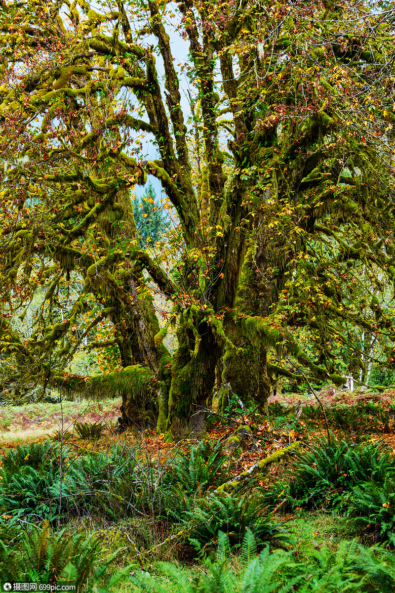 植被茂密的雨林树叶路