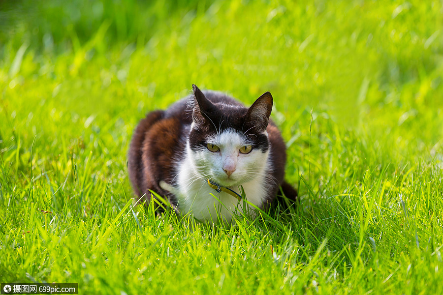 塔比猫,近距离情感希腊