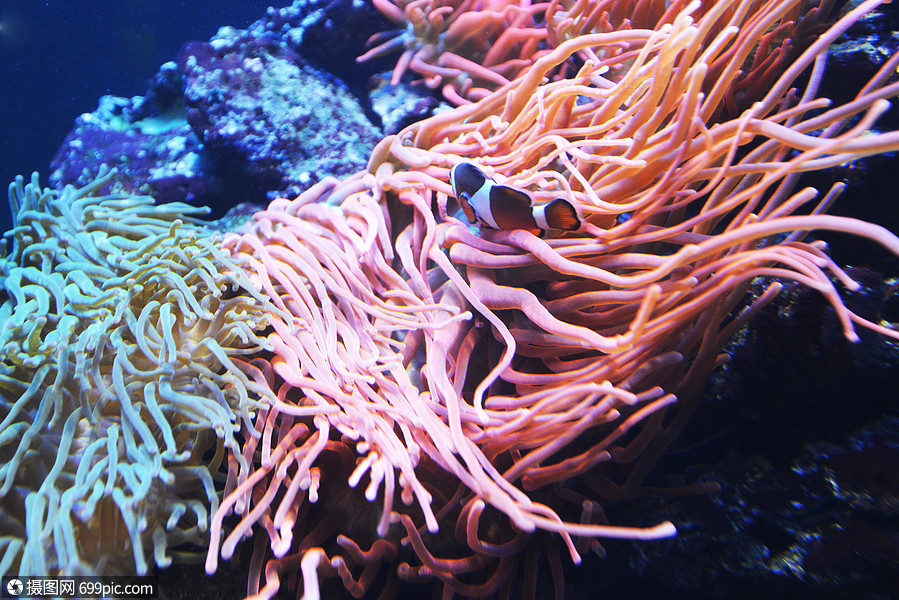 海洋水族馆中的珊瑚藻类